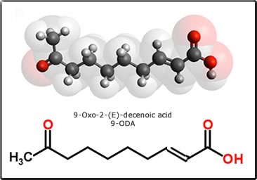 9-oxo-2-(E)-decenoic acid
